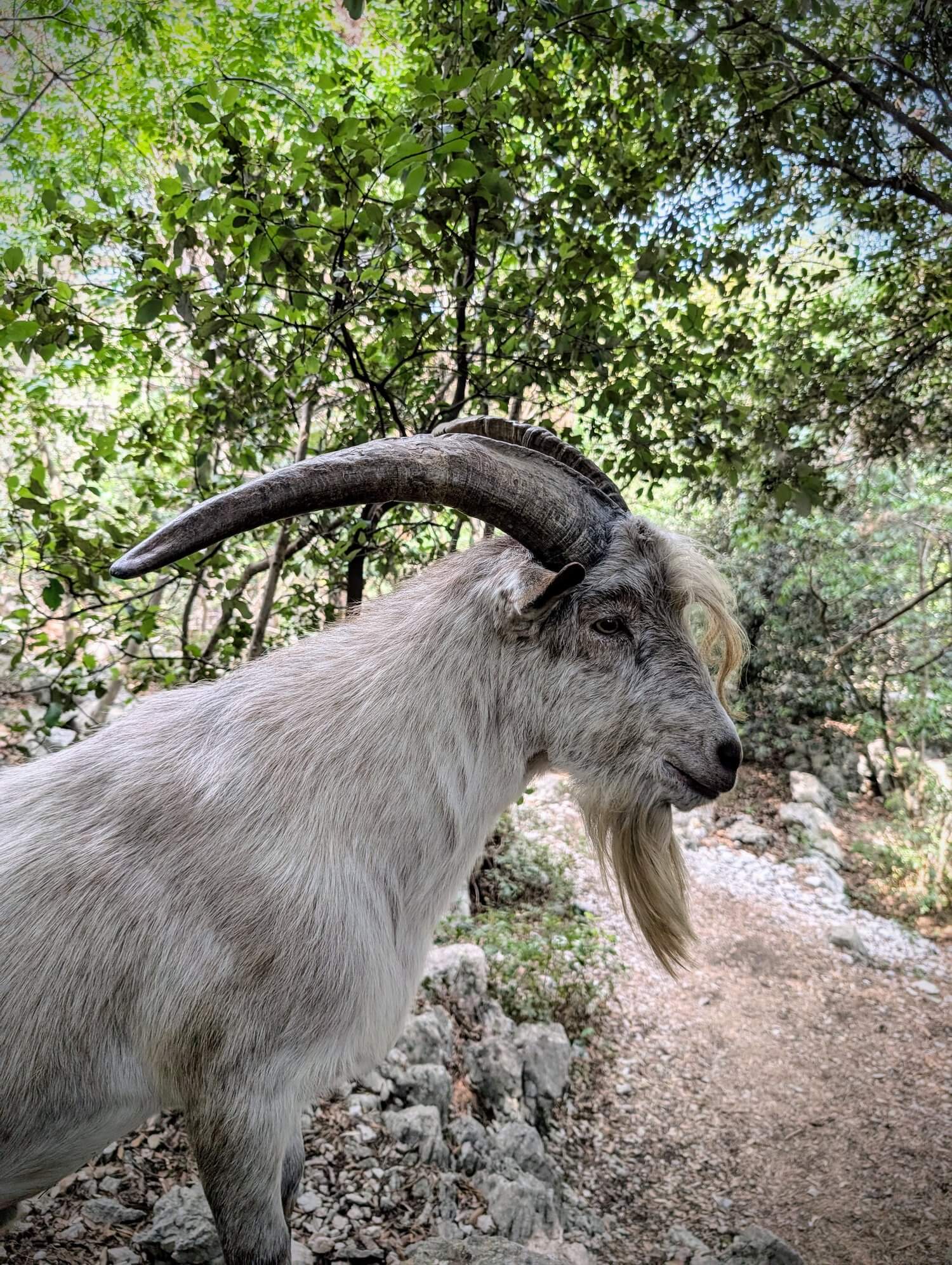 Wild goats on Monte Colodri